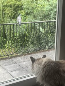 Oreilles et tête de chat vues de dos, très concentré sur le gros pigeon posé sur la rambarde de la terrasse… derrière la vitre.
