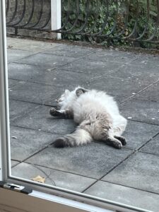 Chat allongé ventre à l'air, vrillé les pattes arrière dans un sens les pattes avant dans l'autre