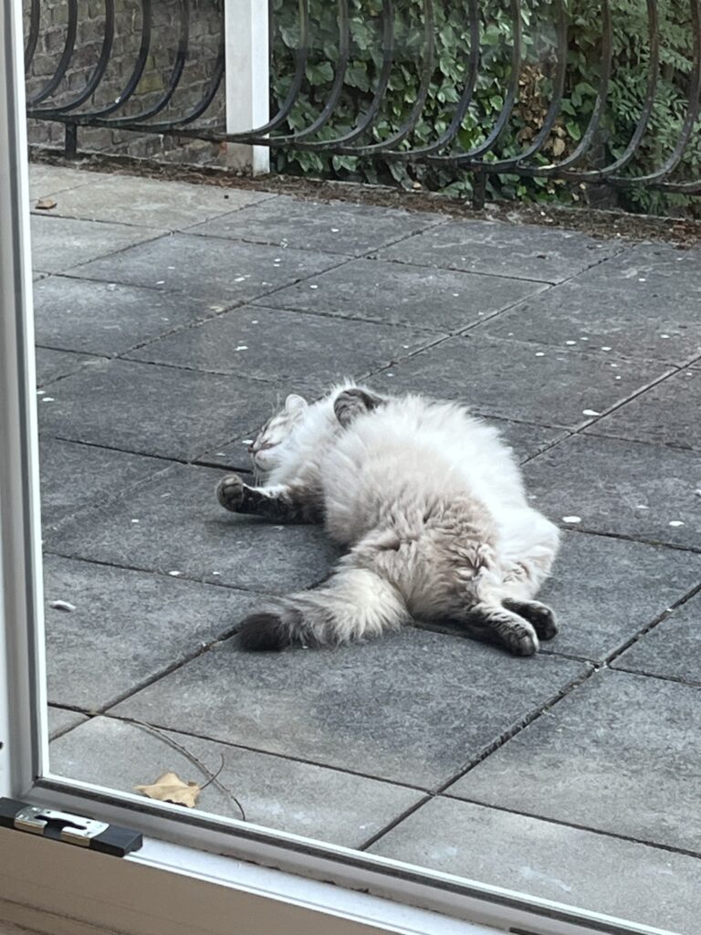 Chat allongé ventre à l'air, vrillé les pattes arrière dans un sens les pattes avant dans l'autre