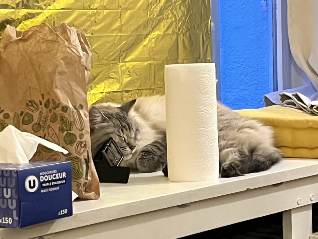Chat la tête appuyé sur une boucle de ceinture avec autour de lui un rouleau de Sopalin et une boîte de mouchoir où il est écrit "Douceur"
